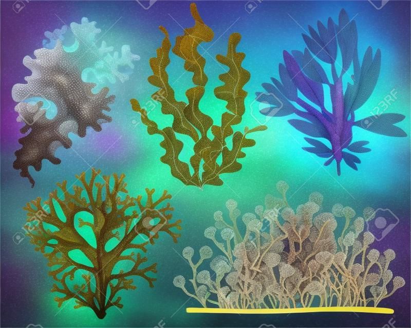 Conjunto de ervas daninhas do mar realistas