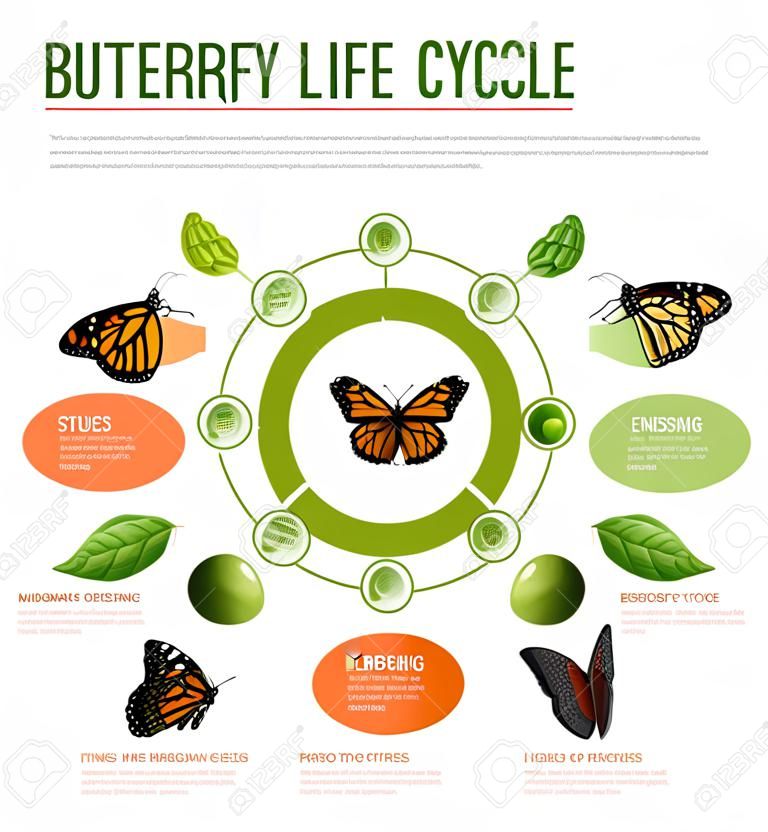Das Infografik-Layout des Schmetterlingslebenszyklus veranschaulichte das Entwicklungsstadium der Monarchenarten von Eiern bis hin zu aufstrebenden Vektorillustrationen