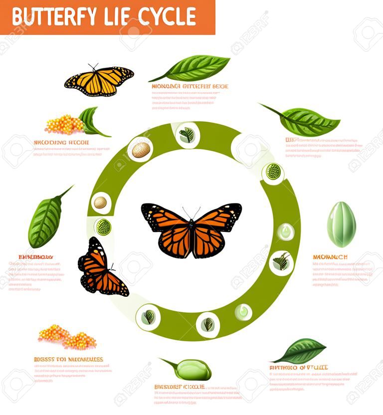 蝶のライフサイクルインフォグラフィックスレイアウトは、卵から新興ベクトルイラストに君主種の開発段階を示しました