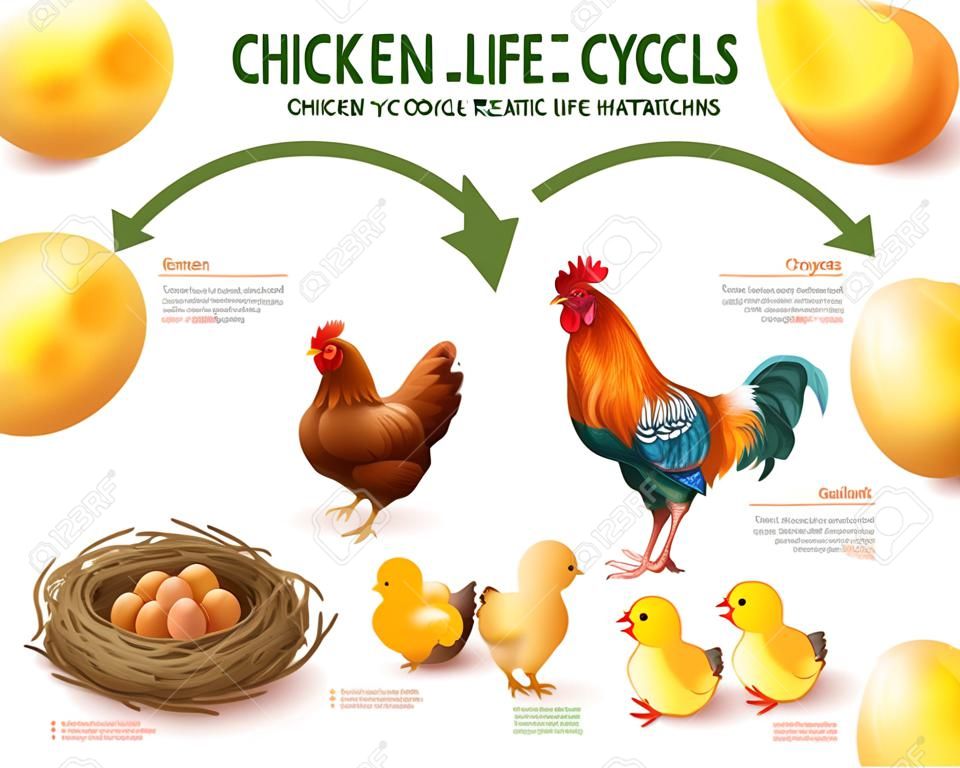 Le cycle de vie du poulet met en scène une composition infographique réaliste, du développement d'embryons d'œufs fertiles à l'illustration vectorielle de poussins à couver
