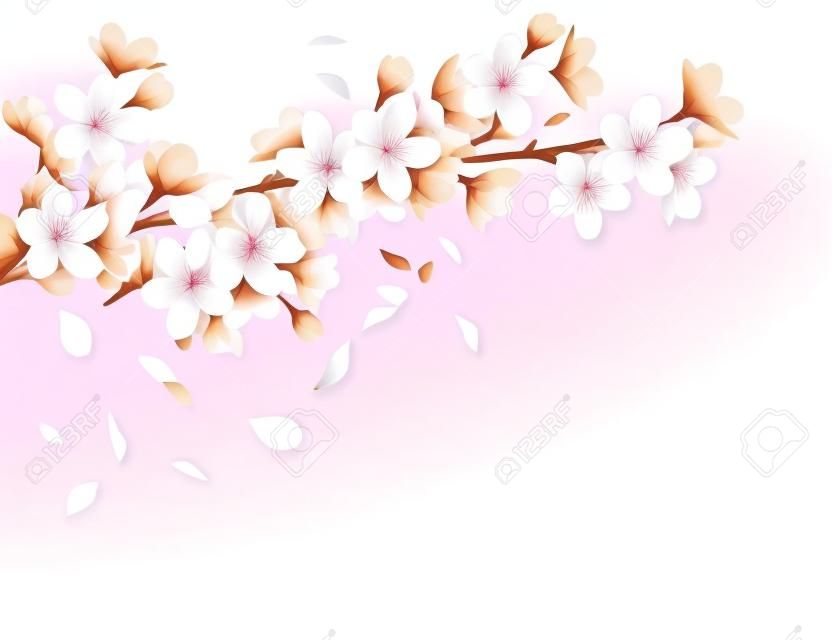 白い背景ベクトルイラストに美しい桜の花と落ちる花びらの現実的な構成を持つ枝