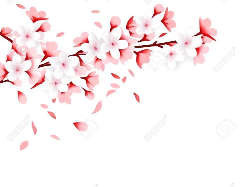 아름 다운 사쿠라 꽃과 흰색 배경 벡터 일러스트 레이 션에 떨어지는 꽃잎 현실적인 구성 지점