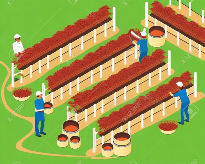 Wine production background with harvest and wineyard symbols isometric vector illustration