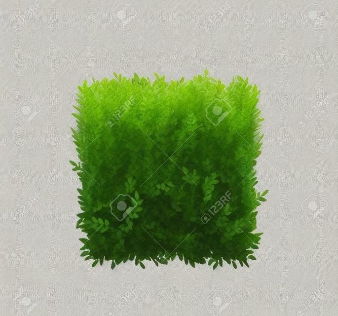 Ikona krzewu ogrodowego