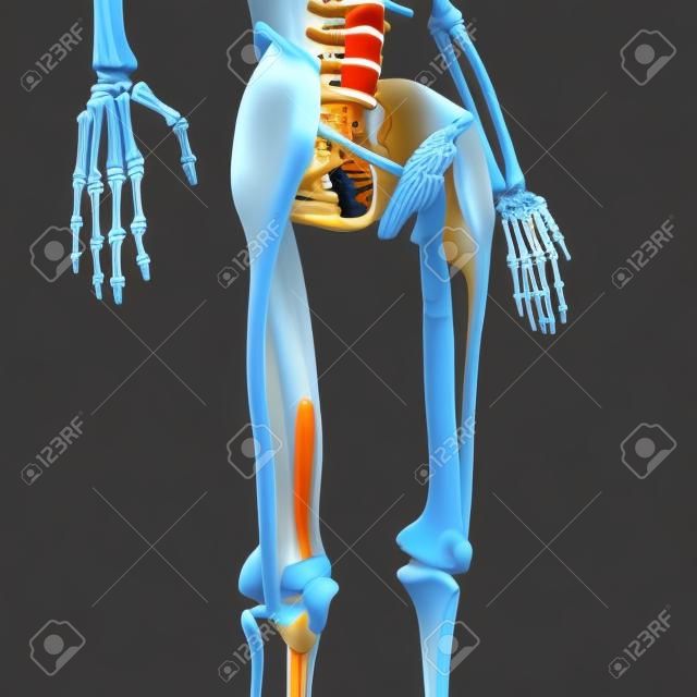 Deze 3d illustratie toont de tensor fasciae latae spieren op skelet