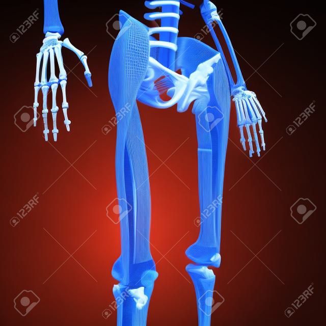 Deze 3d illustratie toont de tensor fasciae latae spieren op skelet