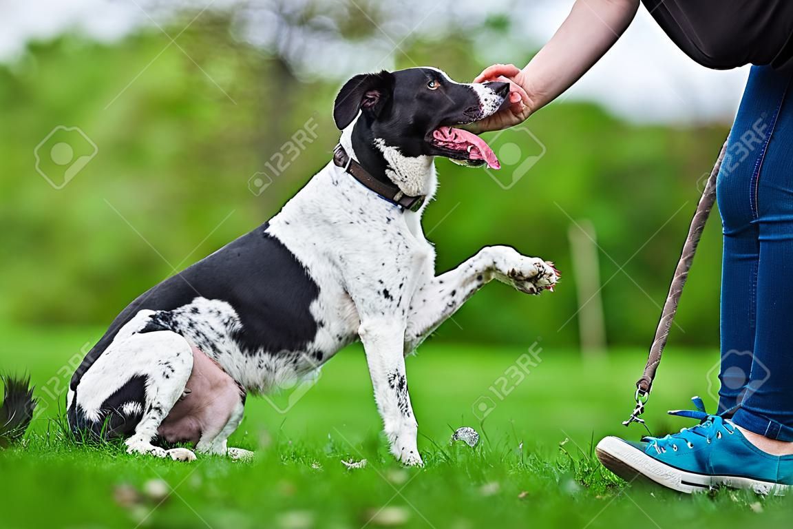 mixed breed dog gives a woman the paw