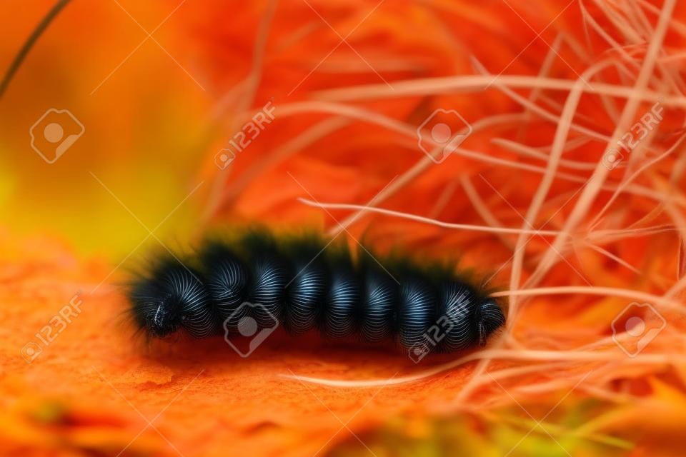 Black and orange caterpillar with long hairs moving into grass in autumn.