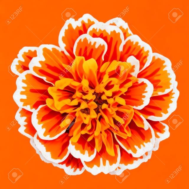 flor de caléndula naranja aislada sobre fondo blanco