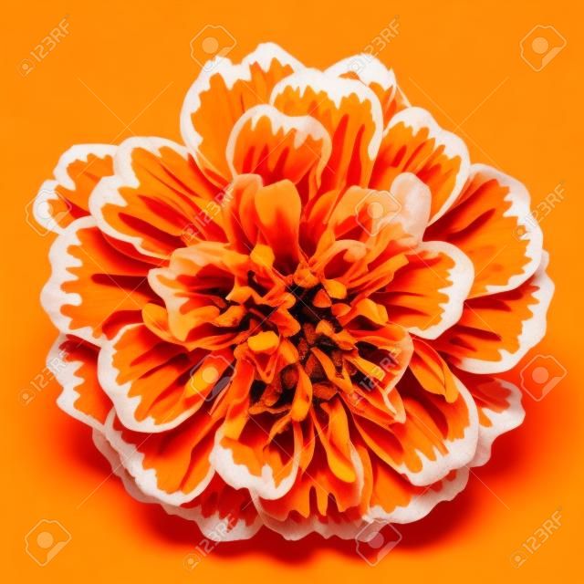 flor de caléndula naranja aislada sobre fondo blanco