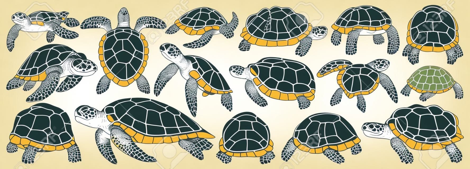 cone do conjunto de desenhos animados do vetor da tartaruga do mar. Tartaruga da ilustração do vetor no fundo branco. Isolar ícones do conjunto de desenhos animados tartaruga do mar.