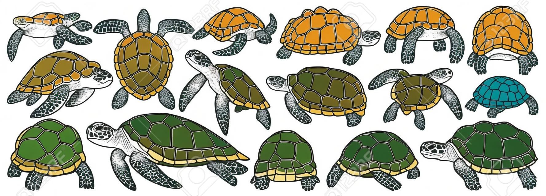 Meeresschildkröte Vektor-Cartoon-Set-Symbol. Vektorillustrationsschildkröte auf weißem Hintergrund. Isolierte Cartoon-Set Icons Meeresschildkröte.