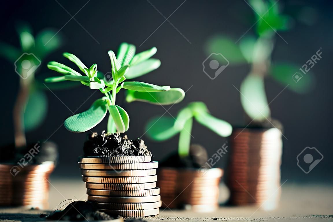 Monedas con las plantas jóvenes en el suelo. Concepto del crecimiento de dinero