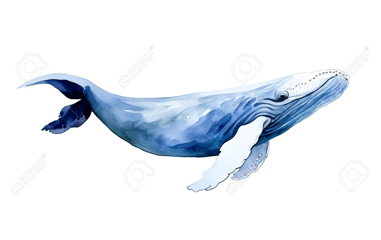 흰색 배경 그림에 고립 수채화 흰색 고래입니다.