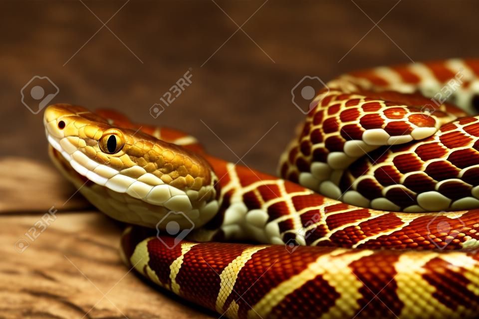serpente copperhead