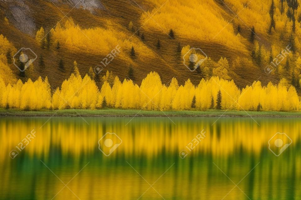 yellow larch trees line the shores of a calm mountain lake with reflections of fall colors