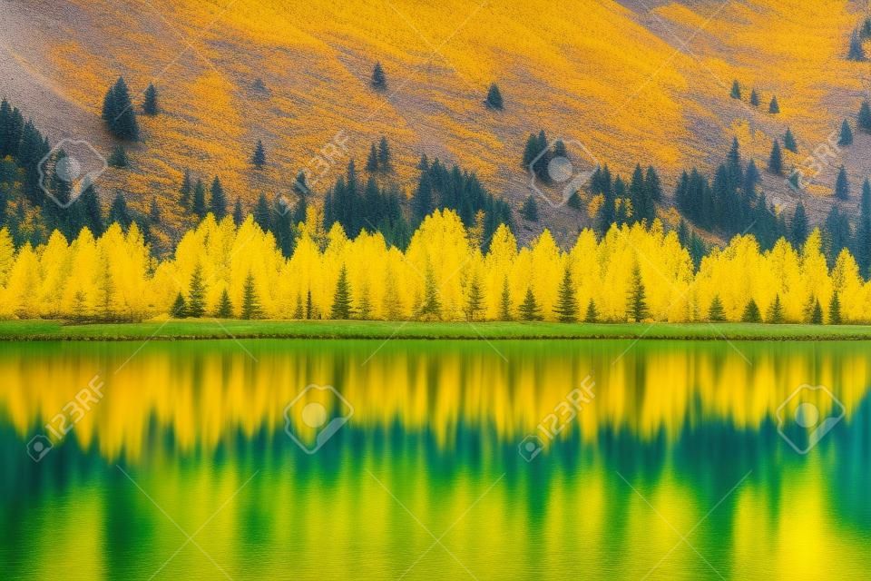 yellow larch trees line the shores of a calm mountain lake with reflections of fall colors