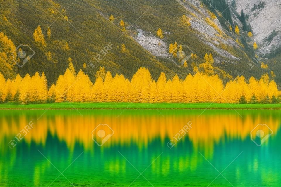 Żółte modrzewie rosną wzdłuż brzegów spokojnego górskiego jeziora z odbiciami jesiennych kolorów