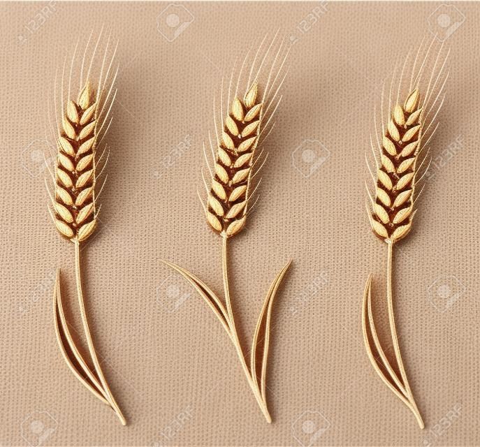 Красочные изолированные уши пшеницы набор