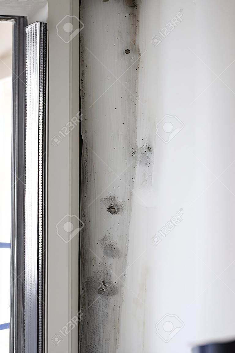 Stachybotrys chartarum 또는 검은 곰팡이, 독성 곰팡이. 습기가 들어오는 창문 근처 집 경사면의 곰팡이.