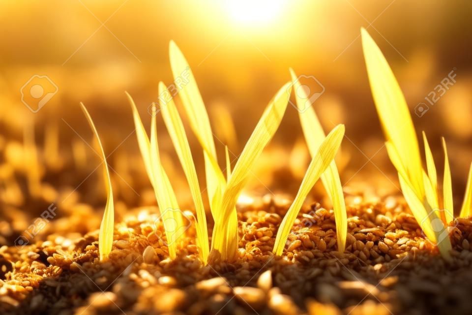 Germogli di grano germogliati nel terreno. Orzo giovane e luce solare serale.