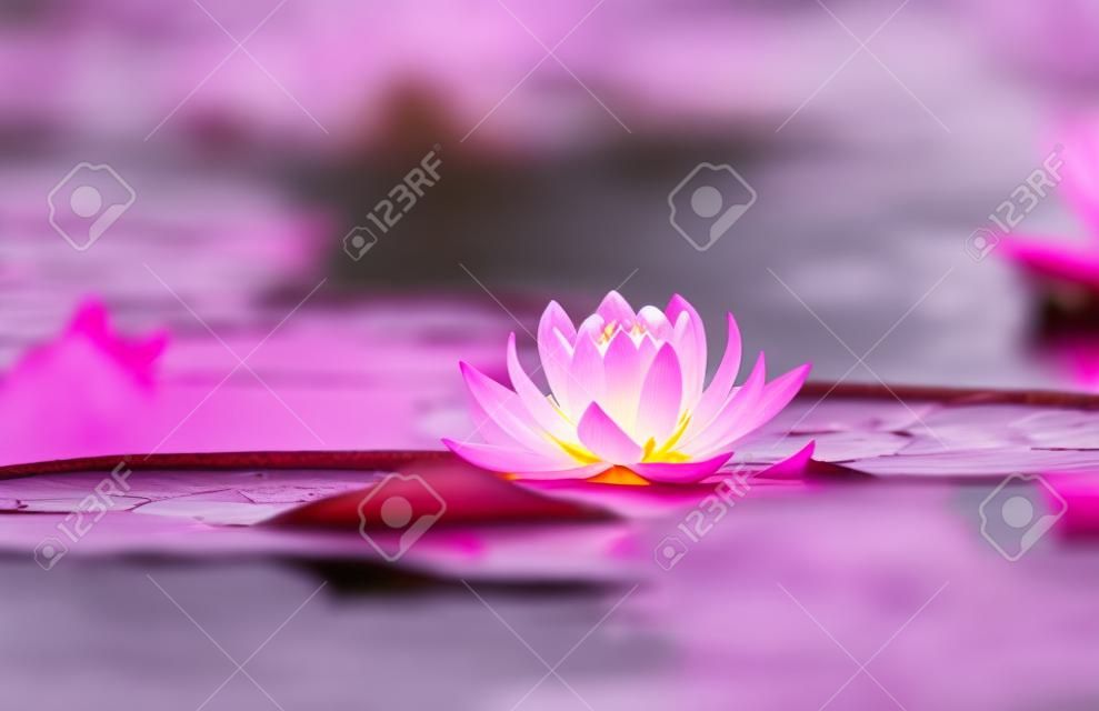 Fiore di loto rosa o ninfea in acqua