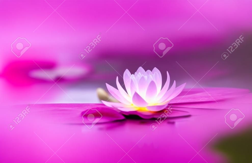 Pink lotus flower or waterlily in water