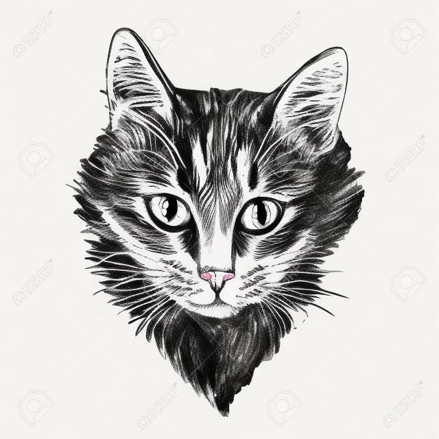hand drawn illustration head of cat. Sketch style. Ink drawing of cat.