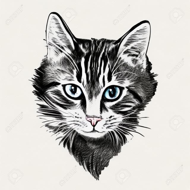hand drawn illustration head of cat. Sketch style. Ink drawing of cat.