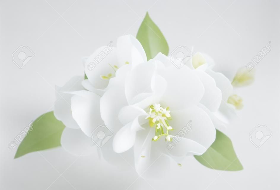 Fleurs blanches de jasmin sur le blanc