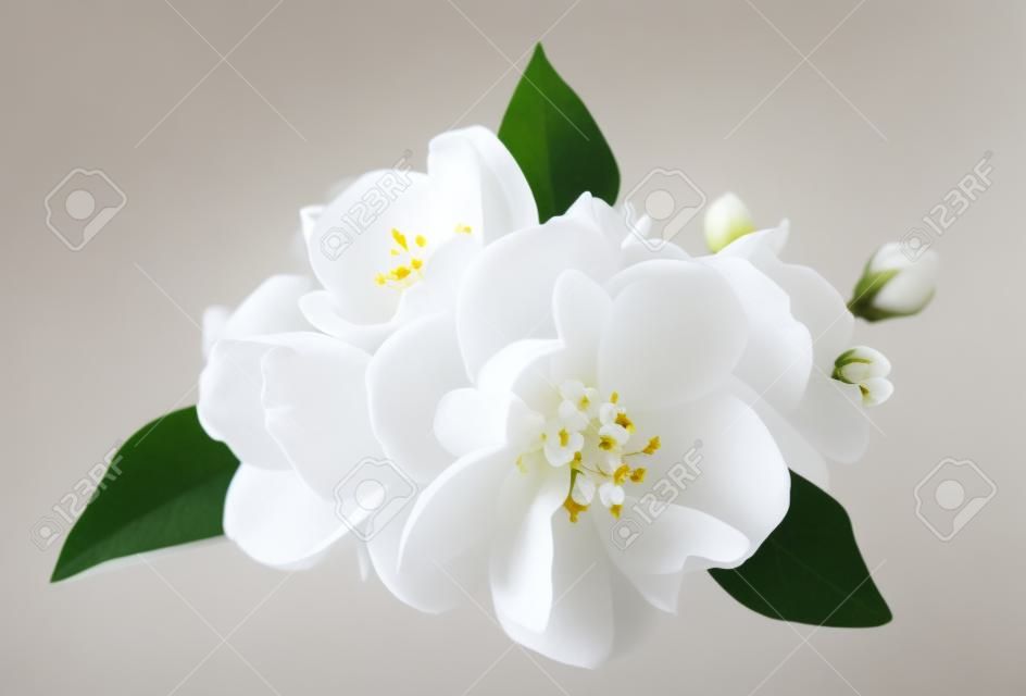 Fleurs blanches de jasmin sur le blanc