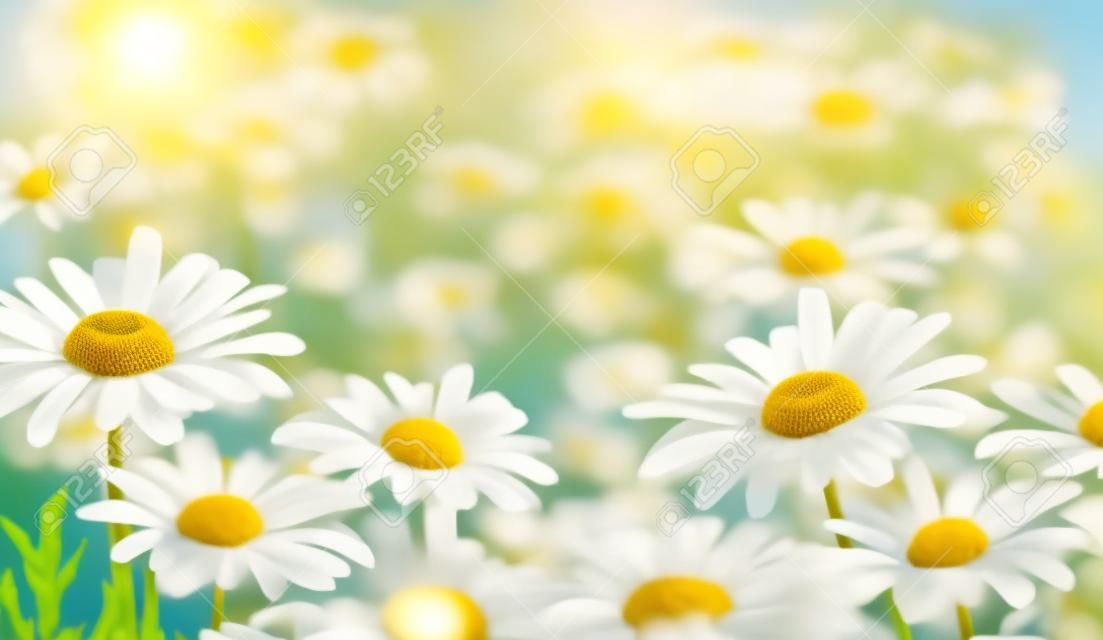 Piękne kwiaty rumianku na łące. wiosenna łąka ze słonecznymi kwiatami wiosną lub latem. natura tło z kwitnącym rumiankiem w blasku słońca. miękka ostrość.