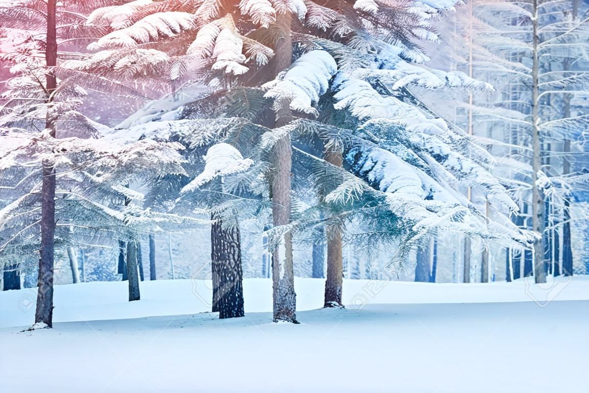 Abete rosso del pino dell'albero nel giorno di inverno magico della foresta. Foresta di neve. Priorità bassa di rimescolamento di inverno di paesaggio naturale di nuovo anno naturale. Fantastica favola Paesaggio magico Visualizza l'albero di Natale