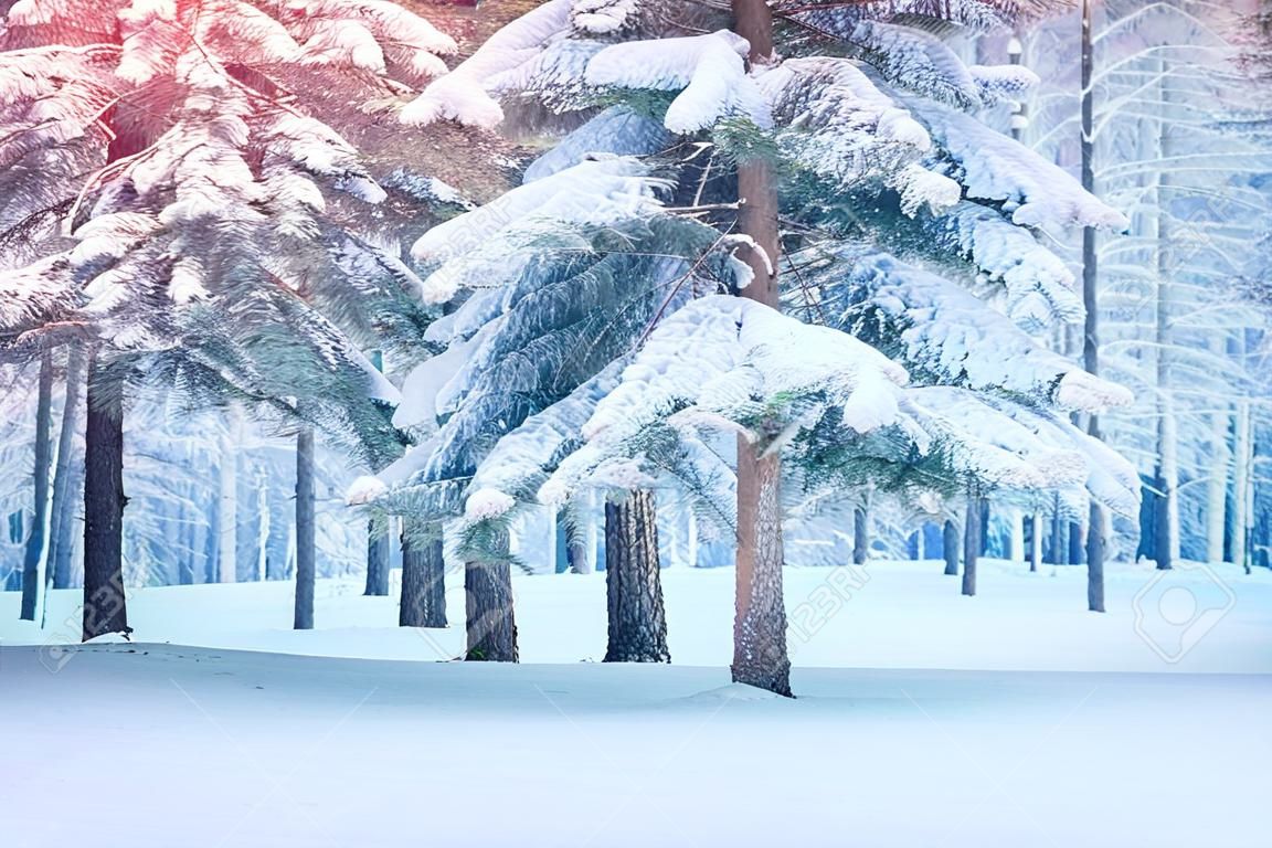 Baumkiefernfichte am magischen Waldwintertag. Schneewald. Natürliches neues Jahr-Weihnachtsrembling-Landschaftswinterhintergrund. Fantastischer Märchen-magischer Landschaftsansicht-Weihnachtsbaum