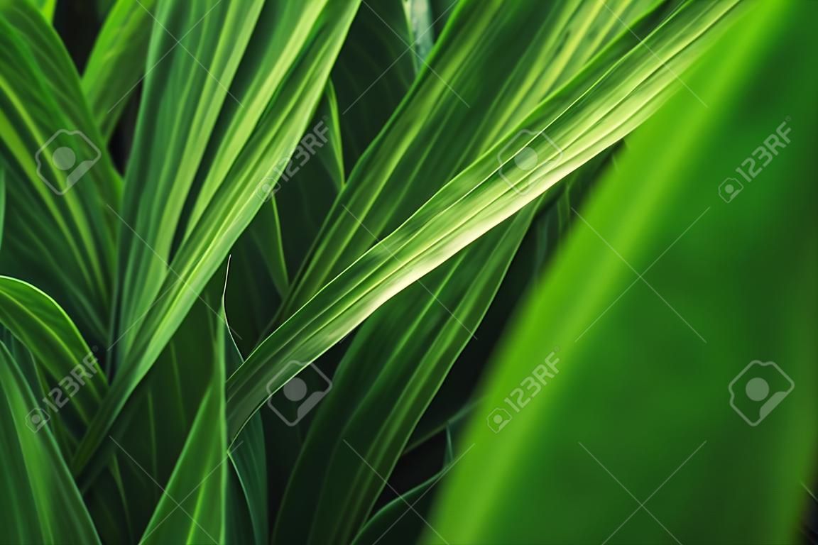 Background of fresh green leaves.