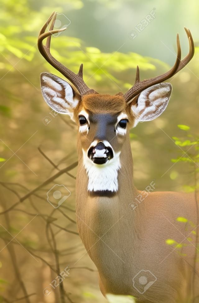White-tailed Deer buck standing in shady woodland in Maryland during the Summer
