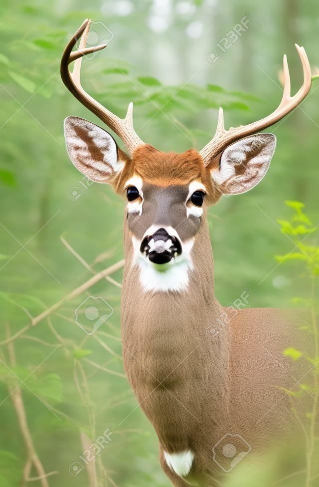 White-tailed Deer buck standing in shady woodland in Maryland during the Summer