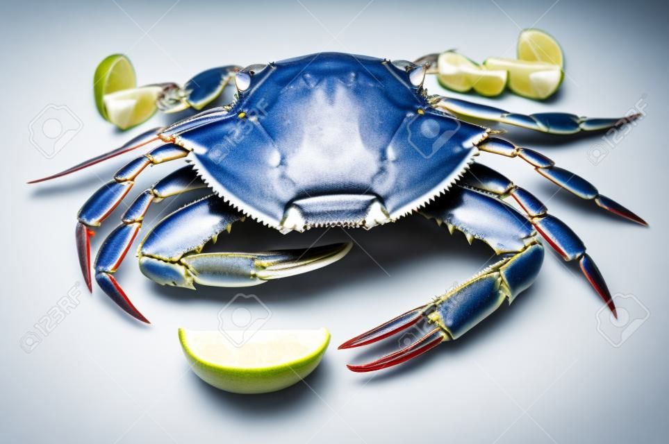 Raw Blue Crab vor dem Kochen auf einem weißen Teller mit einer Limettenscheibe liegen. In weißem Hintergrund