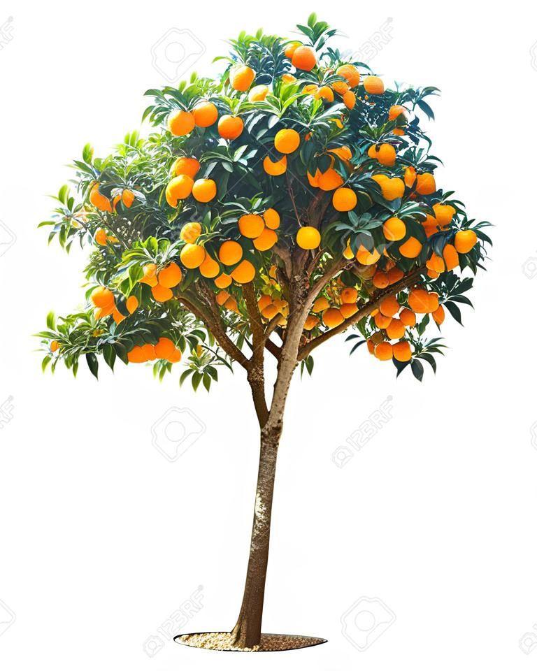 Orange drzewa na białym tle