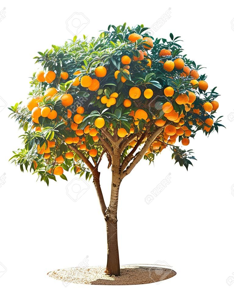 Orangenbaum auf weißem Hintergrund