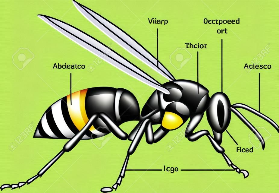 Vektorabbildung eines Insekts. Diagramm mit beschrifteten Teilen einer Wespe.