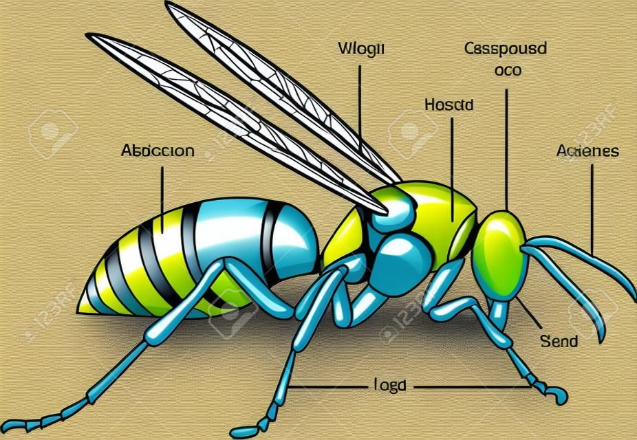 Illustration vectorielle d'un insecte. Diagramme avec les parties étiquetées d'une guêpe.