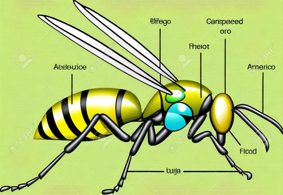 Vektorabbildung eines Insekts. Diagramm mit beschrifteten Teilen einer Wespe.
