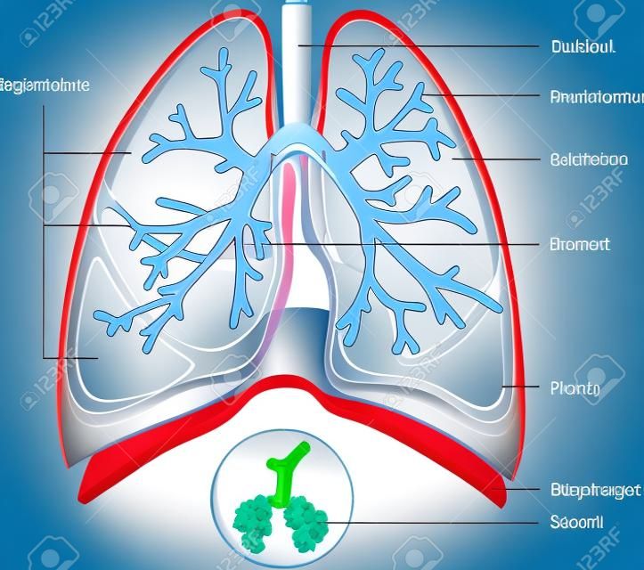 레이블이 붙은 부분이있는 폐의 구조. 생물학 벡터 일러스트 레이션