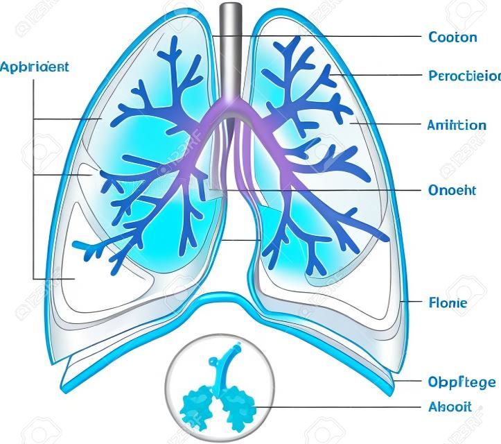 A estrutura de um pulmão com partes marcadas. Ilustração vetorial biologia