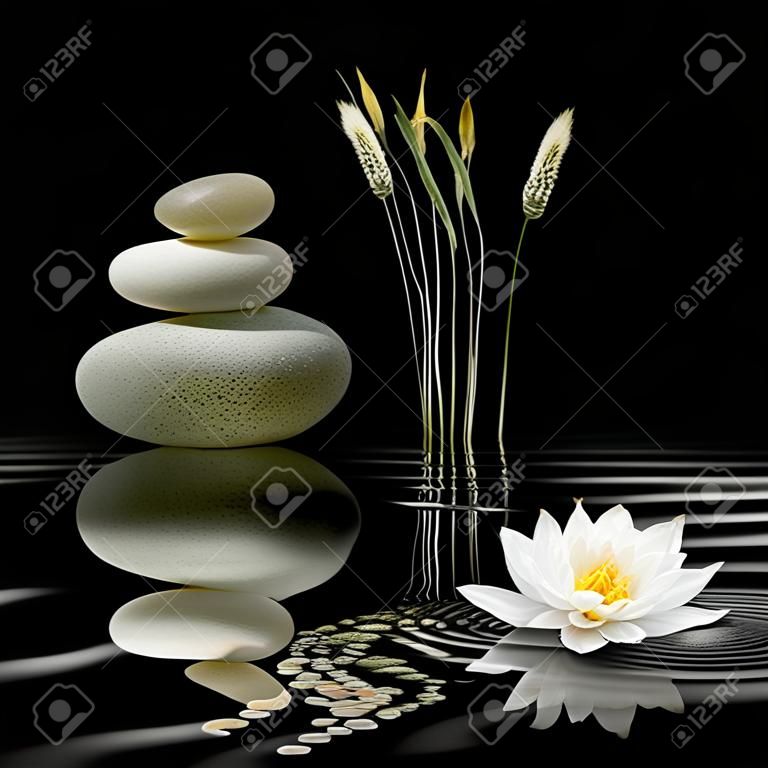 Zen Abstract grau Spa Steine, ein weißer Lotus-Lilie und wilde Gräser mit Reflektion über gewellten Wasser, auf schwarzen Hintergrund.