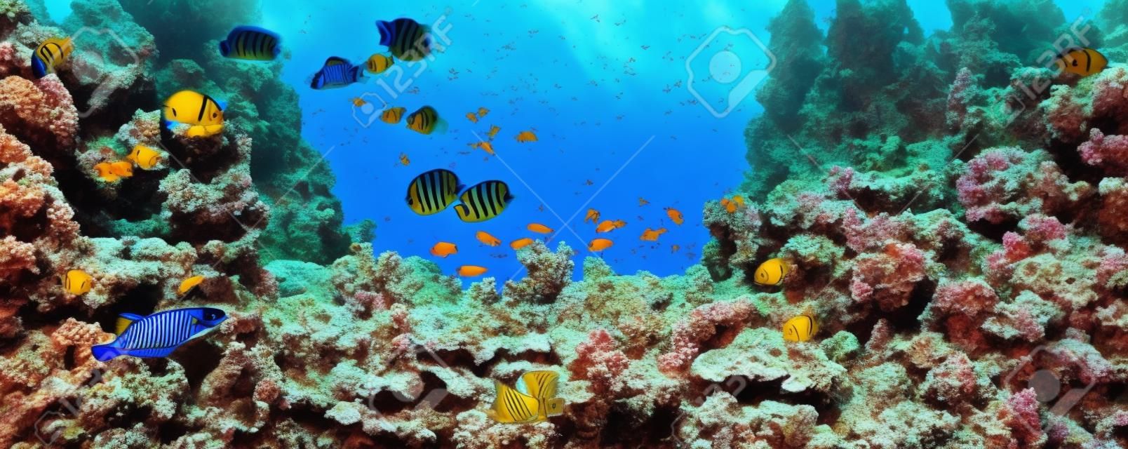Vlindervissen in de natuurlijke omgeving. Onderwater kleurrijke vissen bij koraalrif op Rode Zee. Blauw water in Ras Muhammad National Park in Sinaï, Egypte