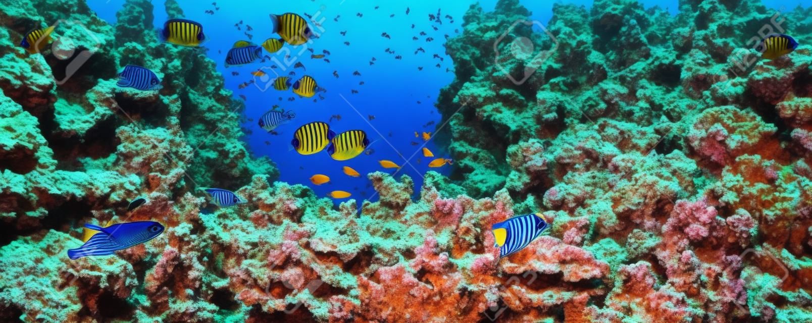 Vlindervissen in de natuurlijke omgeving. Onderwater kleurrijke vissen bij koraalrif op Rode Zee. Blauw water in Ras Muhammad National Park in Sinaï, Egypte