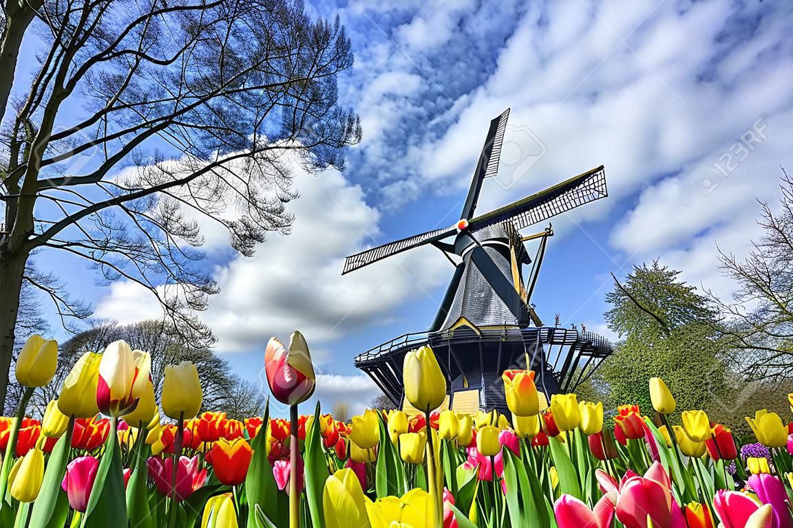 Niederländische Windmühle und bunter Garten der Tulpen im Frühjahr von Blumen Keukenhof, Holland, die Niederlande.