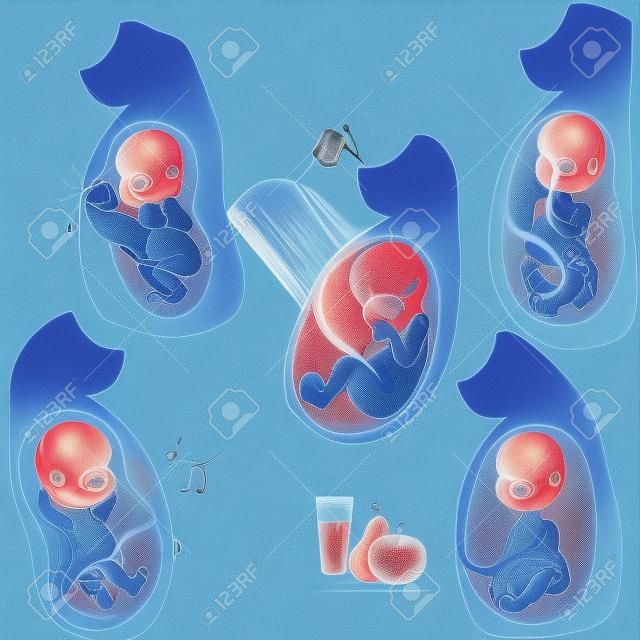 la vida intrauterina. El feto en el útero de su madre. Incubación.